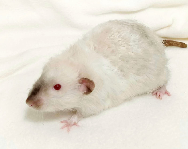 Siamese Harley Longhaired Rat