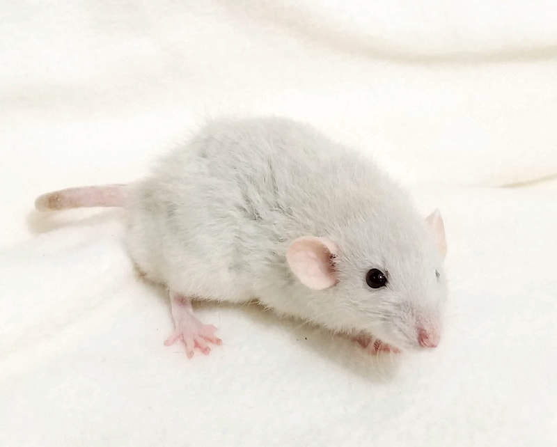 Velveteen Dwarf Rat