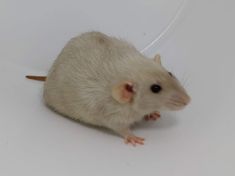 Dark Phase Pearl Dwarf Rat