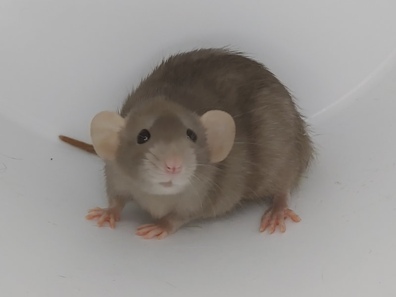 Mink Dwarf Rat