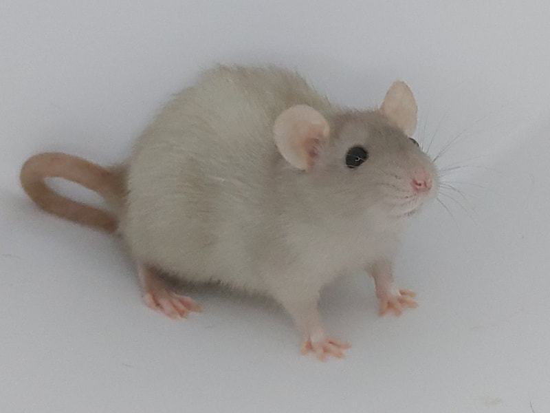 Pearl Dwarf Rat