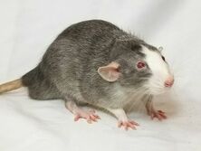 Marten Rat