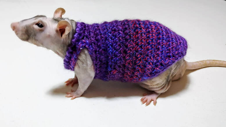 Werewolf/Patchwork rat wearing a sweater.