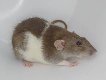 Cinnamon Whiteside Rat
